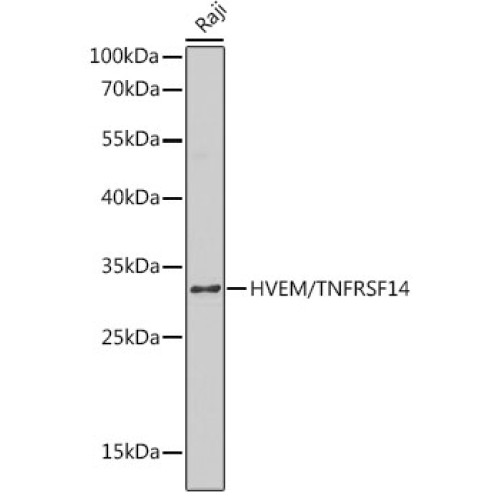 HVEM/TNFRSF14 Rabbit pAb