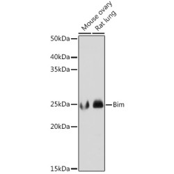 Bim Rabbit mAb