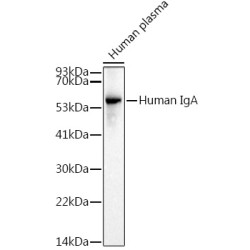Human IgA Rabbit mAb