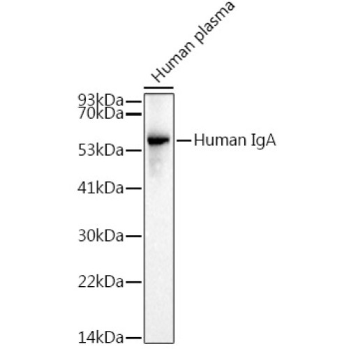 Human IgA Rabbit mAb