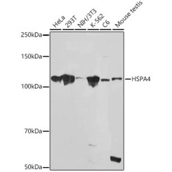HSPA4 Rabbit mAb