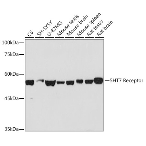 5HT7 Receptor Rabbit mAb