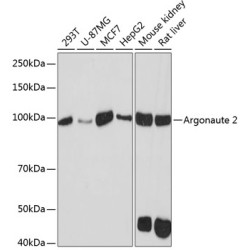 Argonaute-2 Rabbit mAb