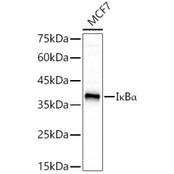 IκBα Rabbit mAb