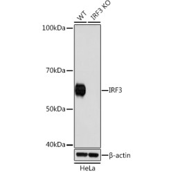 [KO Validated] IRF3 Rabbit mAb