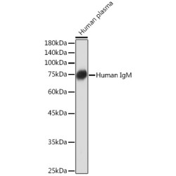 Human IgM Rabbit mAb