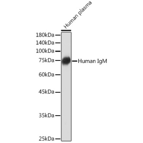 Human IgM Rabbit mAb