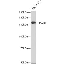 PLCB1 Rabbit pAb
