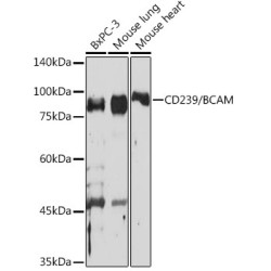 CD239/BCAM Rabbit mAb