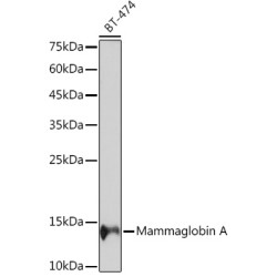 Mammaglobin A Rabbit mAb