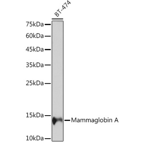 Mammaglobin A Rabbit mAb