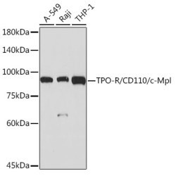 TPO-R/CD110/c-Mpl Rabbit mAb