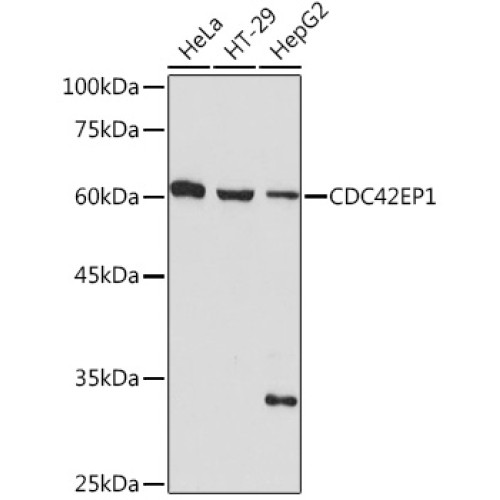 CDC42EP1 Rabbit mAb