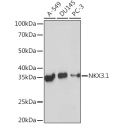 NKX3.1 Rabbit mAb