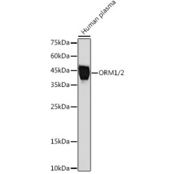 ORM1/2 Rabbit mAb
