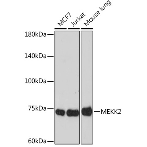 MEKK2 Rabbit mAb