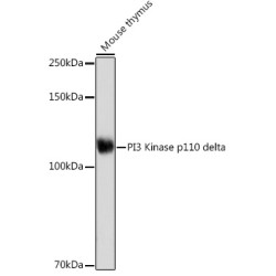 PI3 Kinase p110 delta Rabbit mAb