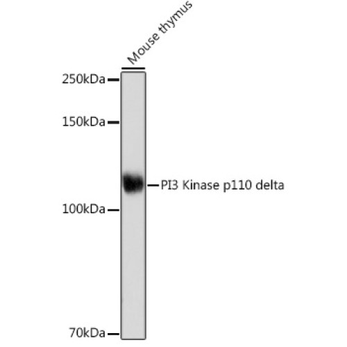 PI3 Kinase p110 delta Rabbit mAb