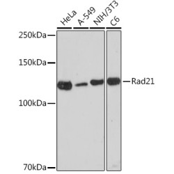 Rad21 Rabbit mAb