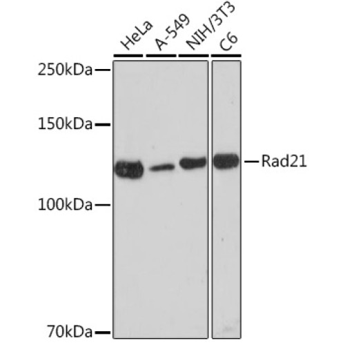 Rad21 Rabbit mAb