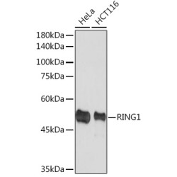 RING1A Rabbit mAb