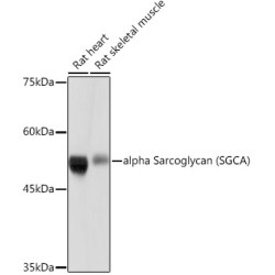 alpha Sarcoglycan (SGCA) Rabbit mAb