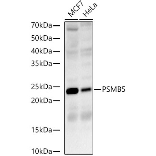 PSMB5 Rabbit pAb