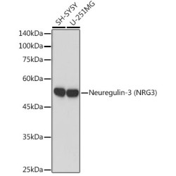 Neuregulin-3 (NRG3) Rabbit mAb