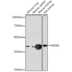 WDR4 Rabbit mAb