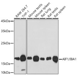 AIF1/IBA1 Rabbit mAb