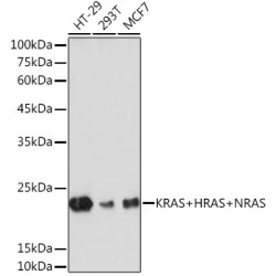 KRAS+HRAS+NRAS Rabbit mAb