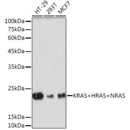 KRAS+HRAS+NRAS Rabbit mAb