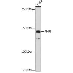 PHF8 Rabbit mAb