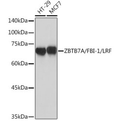 ZBTB7A/FBI-1/LRF Rabbit mAb