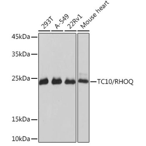 TC10/RHOQ Rabbit mAb