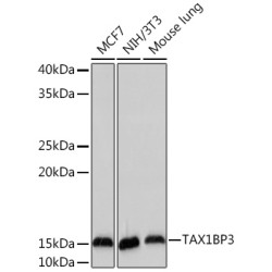 TAX1BP3 Rabbit mAb