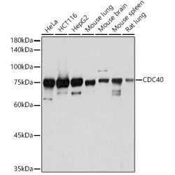 CDC40 Rabbit mAb