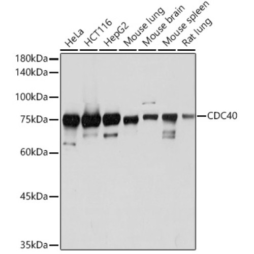 CDC40 Rabbit mAb
