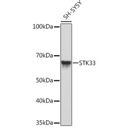 STK33 Rabbit mAb
