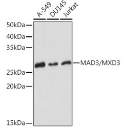 MAD3/MXD3 Rabbit mAb