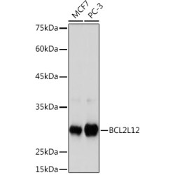 BCL2L12 Rabbit mAb