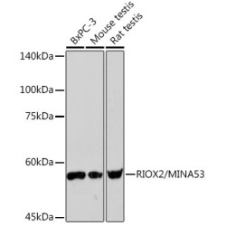 RIOX2/MINA53 Rabbit mAb