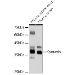 Syntaxin Rabbit mAb