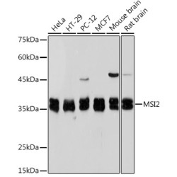 Musashi-2 (MSI2) Rabbit mAb