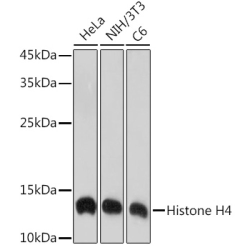 Histone H4 Rabbit mAb