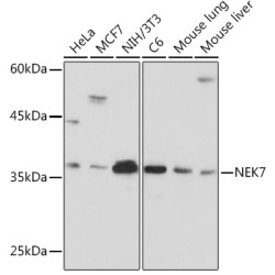 NEK7 Rabbit mAb