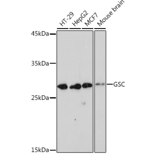 GSC Rabbit mAb