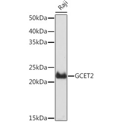 GCET2 Rabbit mAb