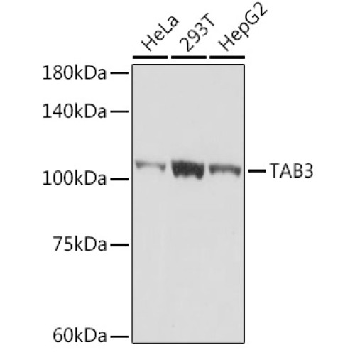 TAB3 Rabbit mAb
