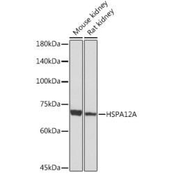 HSPA12A Rabbit mAb